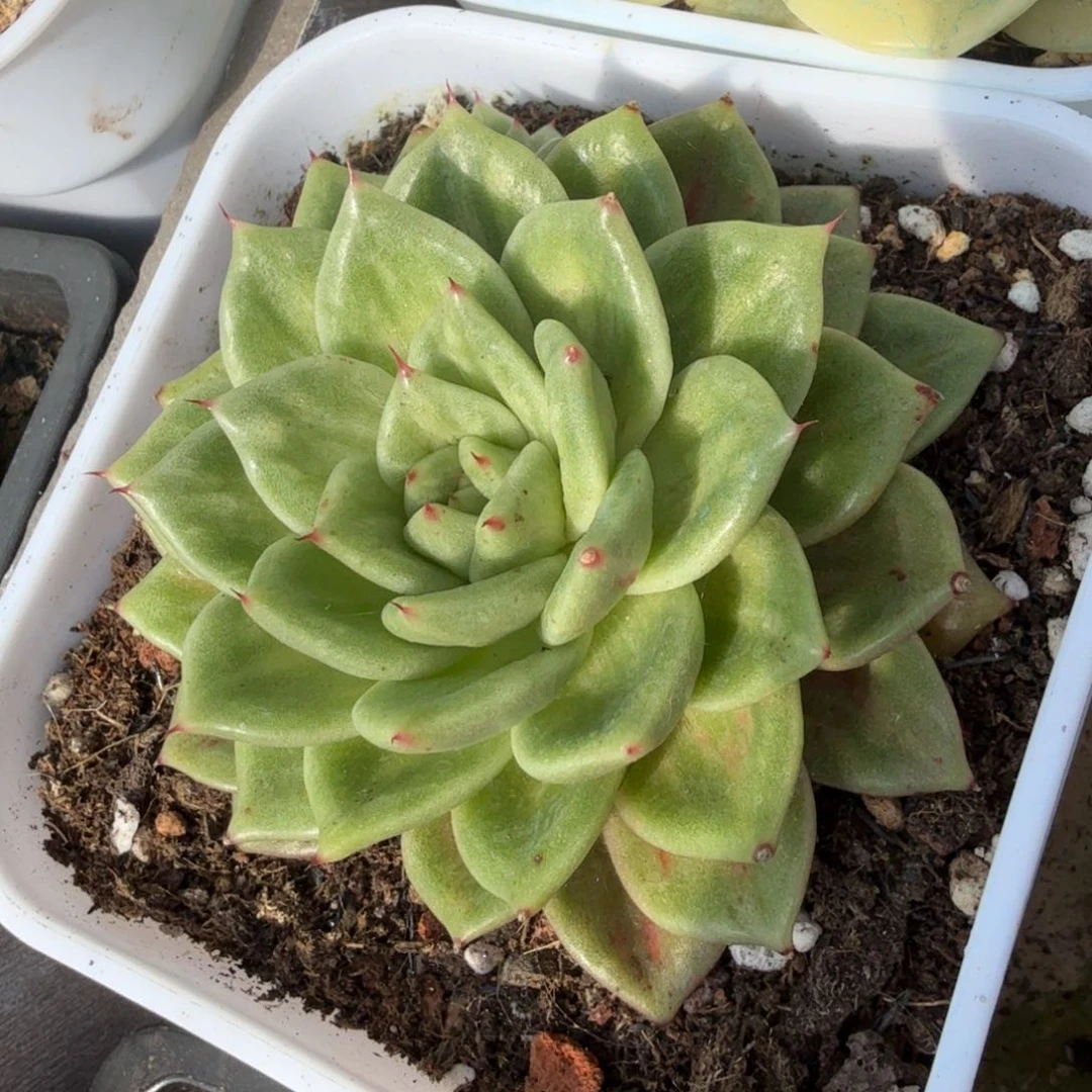 一颗多肉锦拉丝锦一颗的