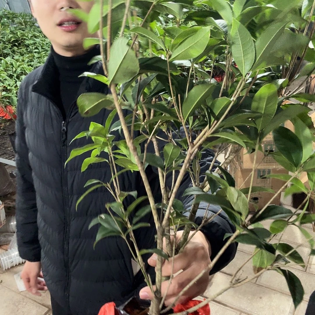 当前无花栽培后可以开花四季桂花一盆福利