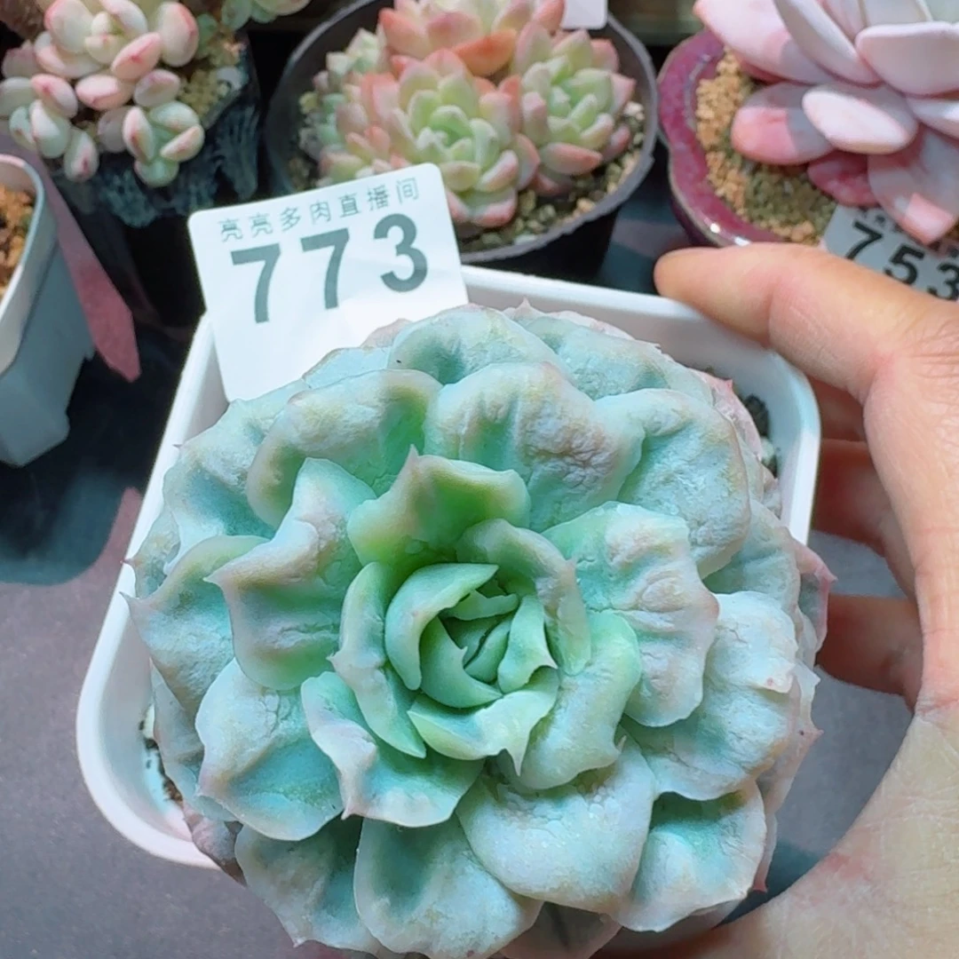 泡泡纱裙           精美多肉