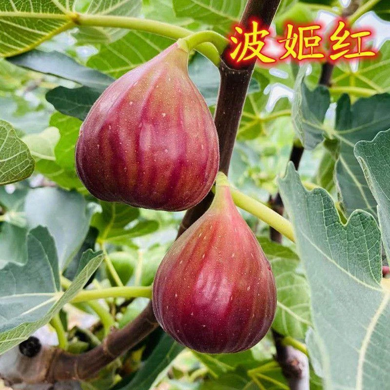 【三姐】【波姬红】无花果树苗耐寒耐旱盆栽地栽南北种植当年结果