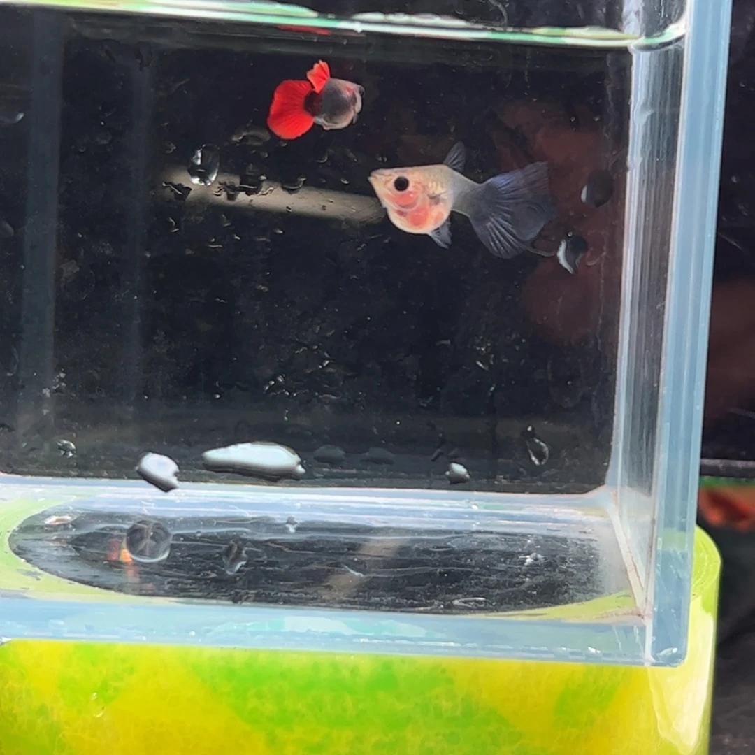 孔雀鱼红尾向日葵11111111