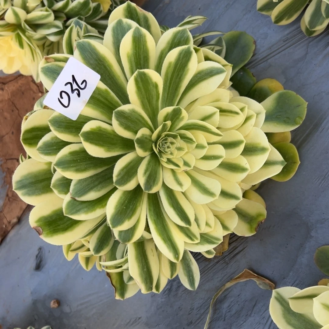 036新尼亚，多肉法师