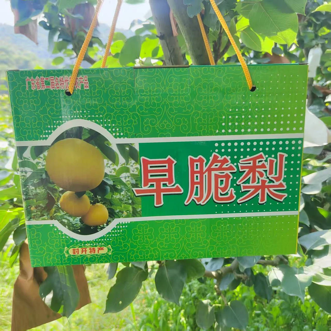 封开特产封开早脆梨脆甜可口