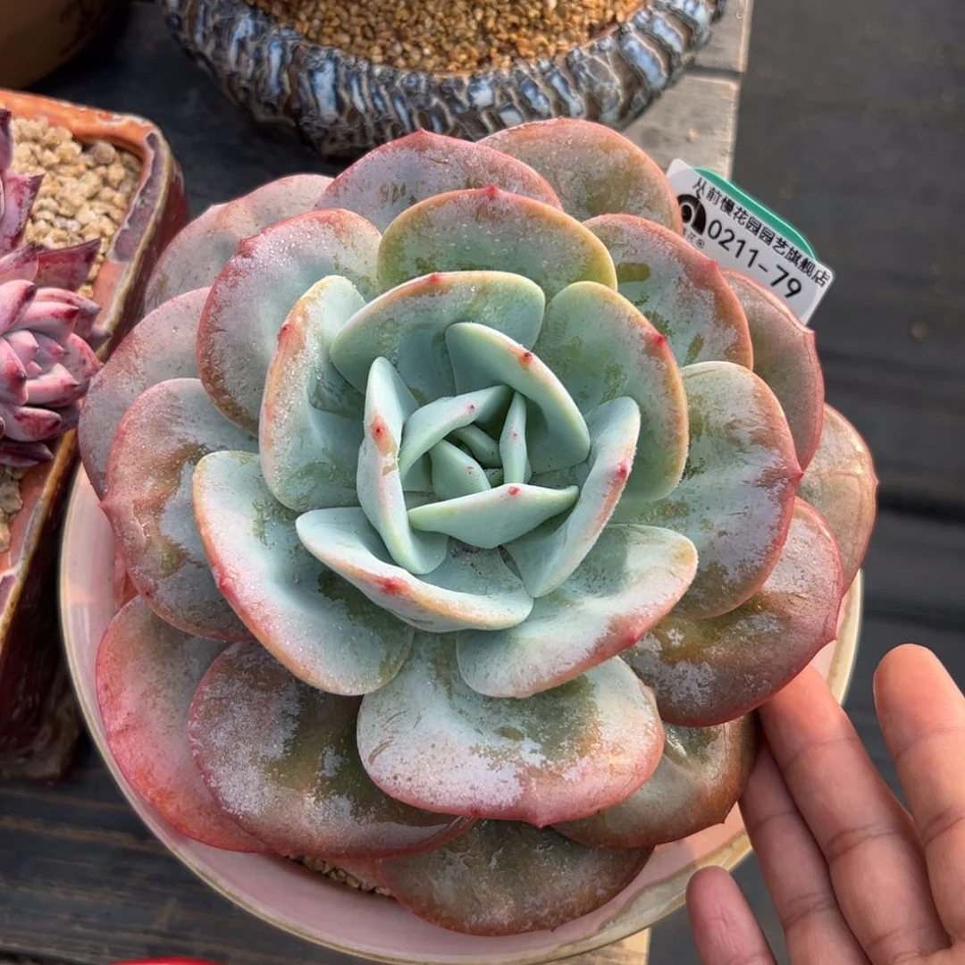 多肉一物一拍0210-79