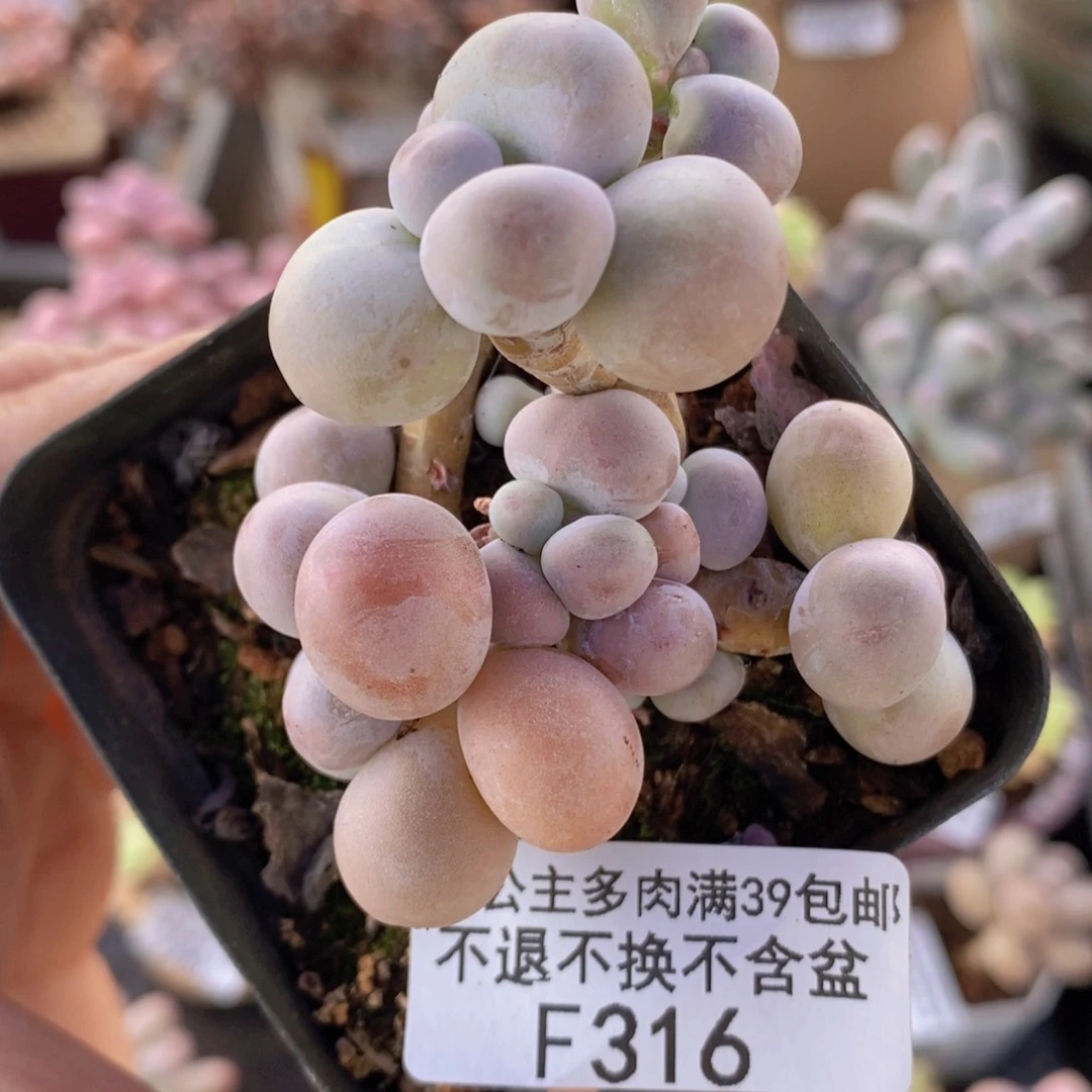 芭比奶洛有砍6cm316多肉植物