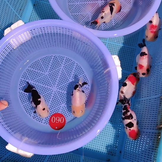 金鱼060兰寿两只特价顺丰包邮