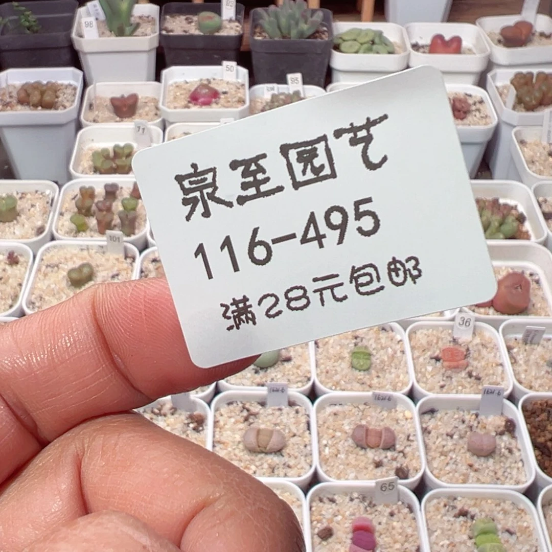 ⑅*⑅116-495.我2号去