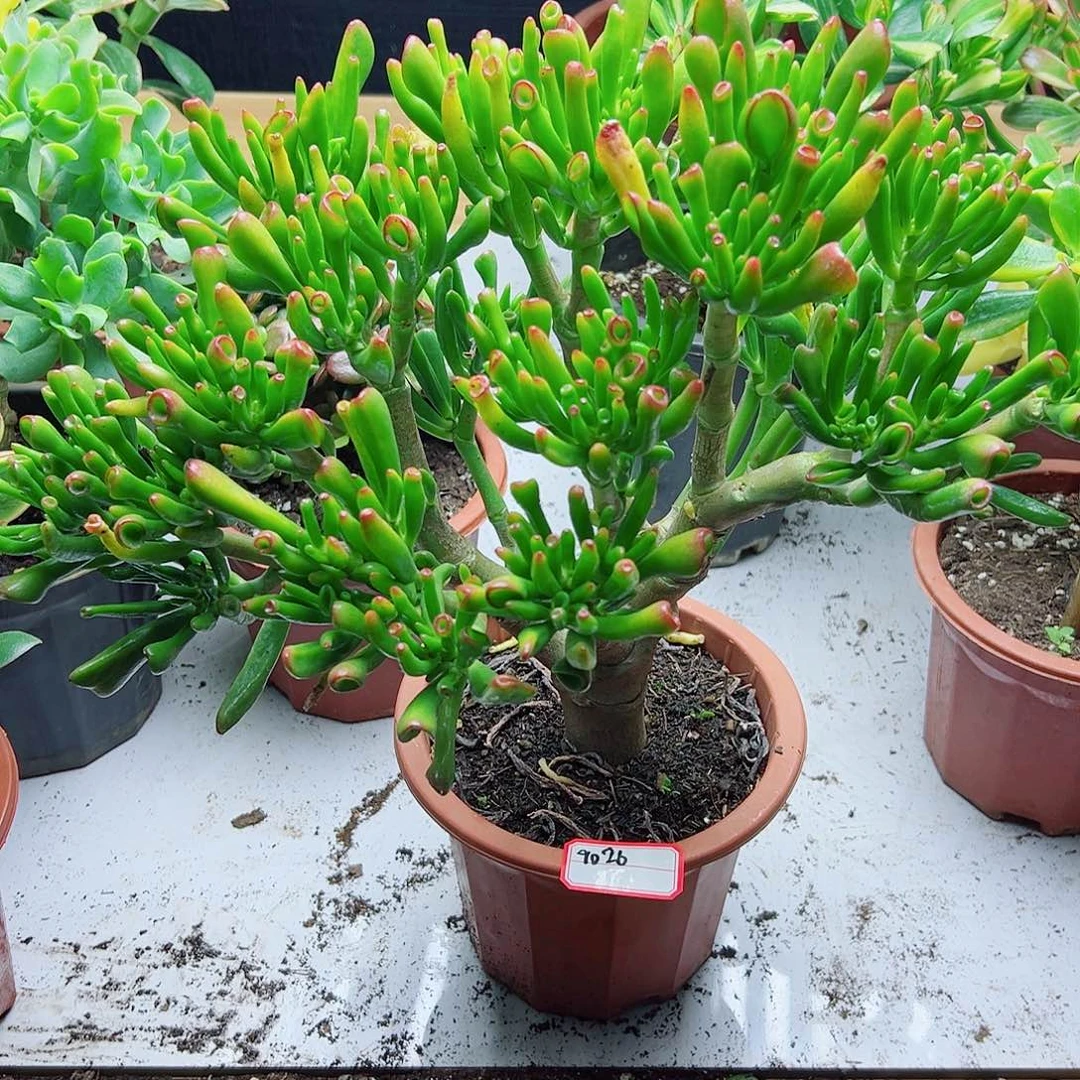 排***海稀有吸财树带土球发货9026