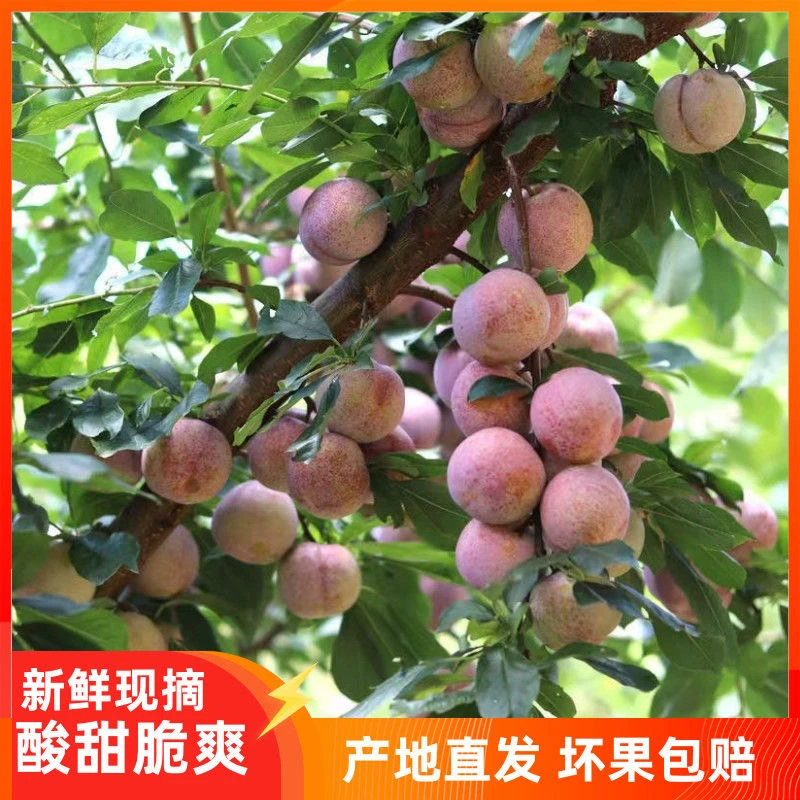 湖北新鲜水果远安红李山庄双坪红李现摘现发