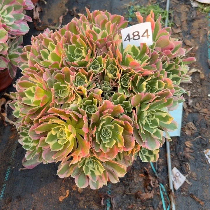 白凤多肉植物不包损484