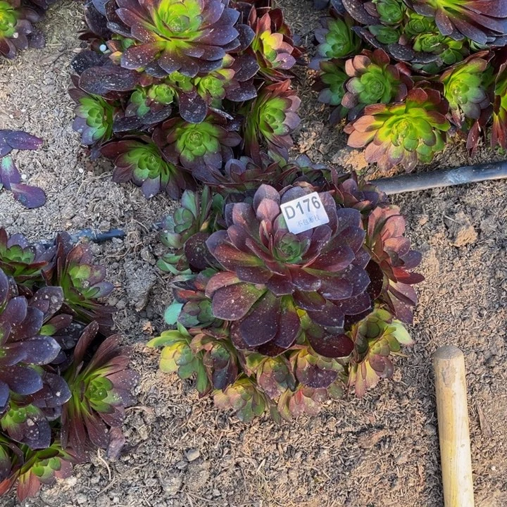 176赤炎链多肉法师不包断枝