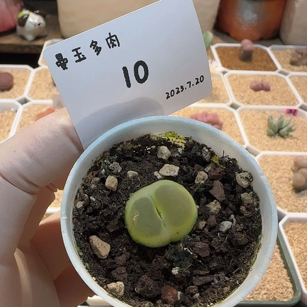 熙***熙多肉多肉多肉7.20-010