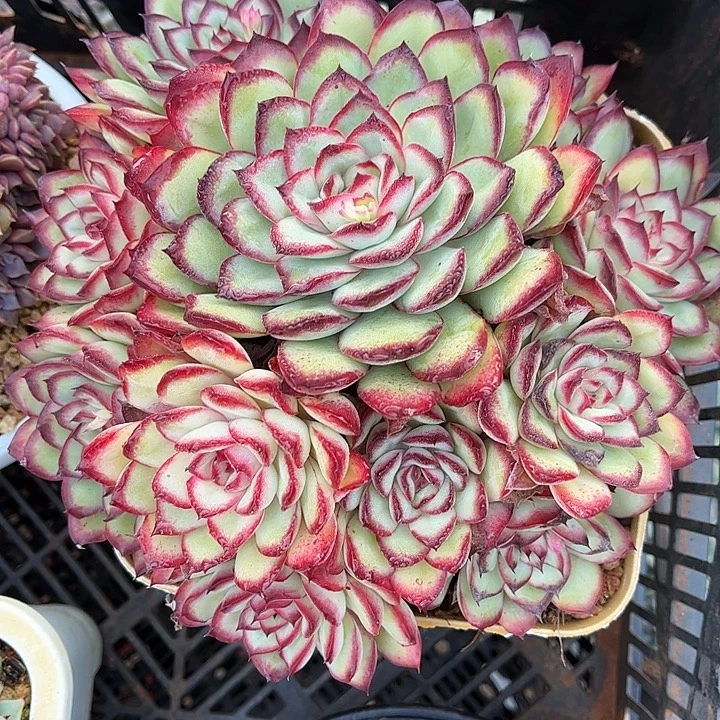 多肉植物一物一拍