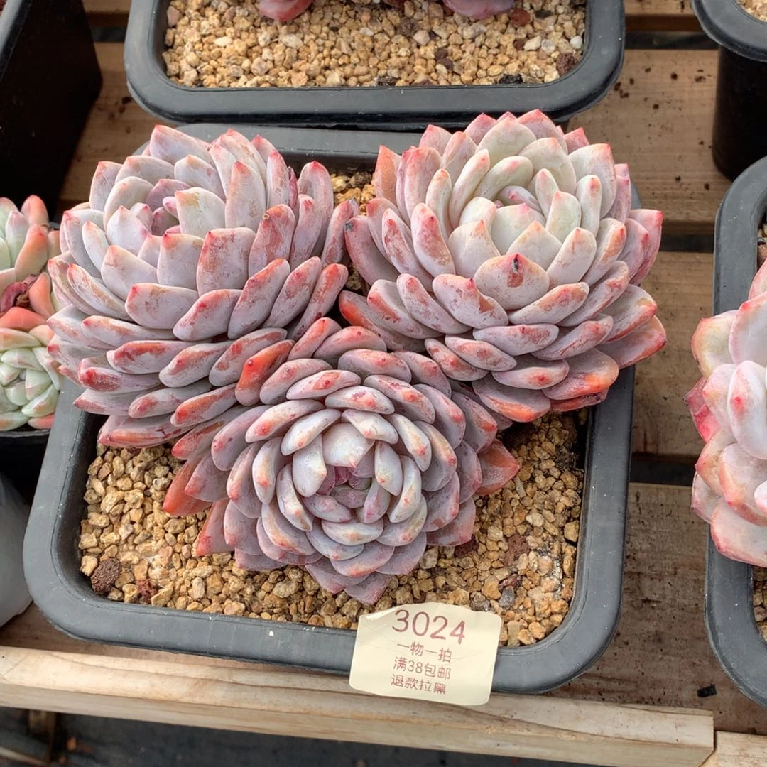 18.5厘米三头有砍橙梦露3024