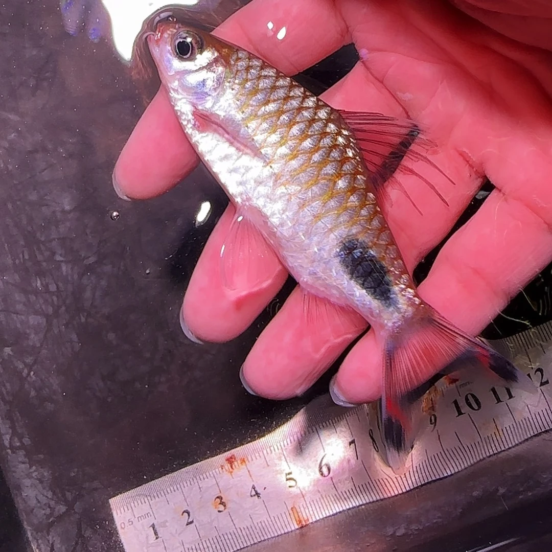 灯科鱼红钻555555