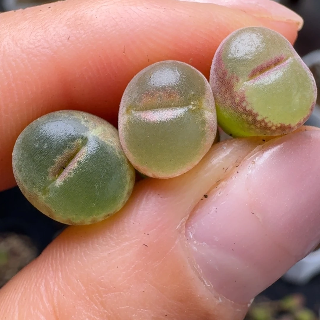 不**通355三颗5858898888000000