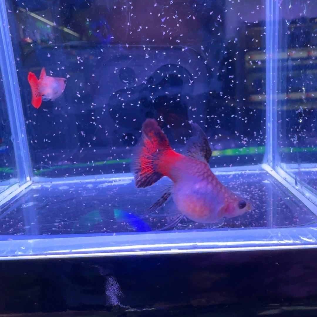 孔雀鱼玻璃球c一对
