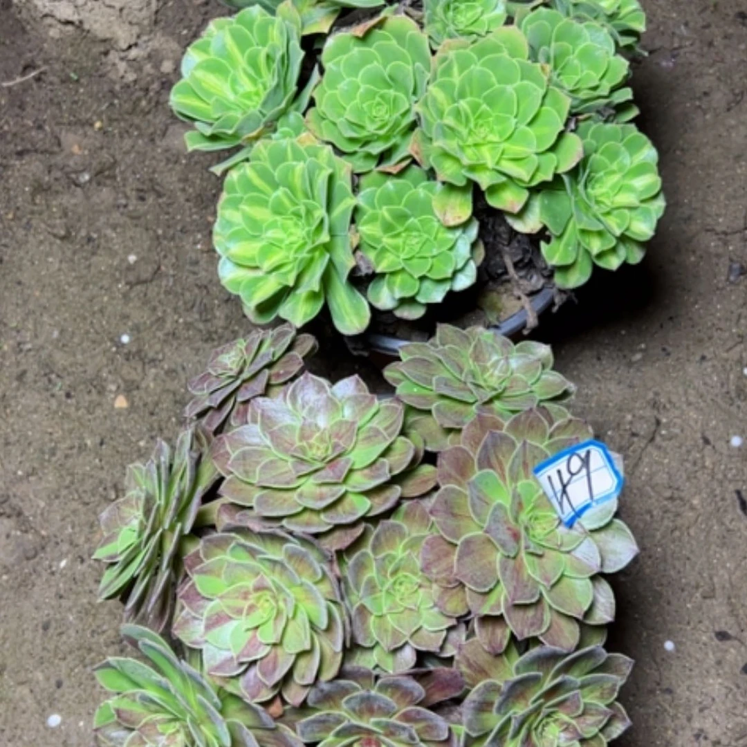 【闪购商品】断枝不包49