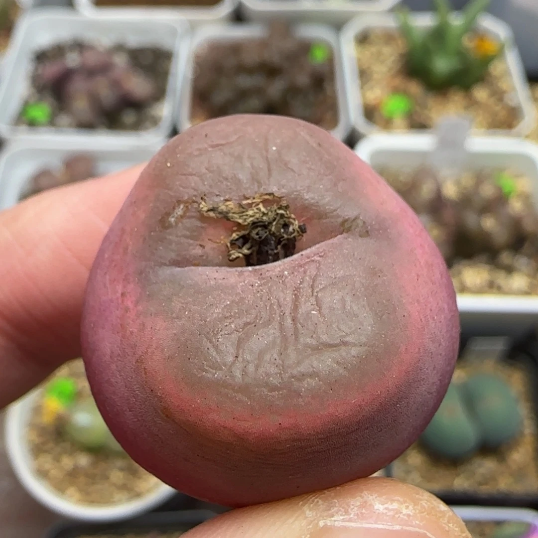 丝绒漂亮多肉植物15