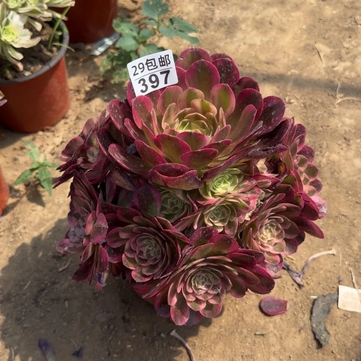 小*儿火龙果……多肉植物……