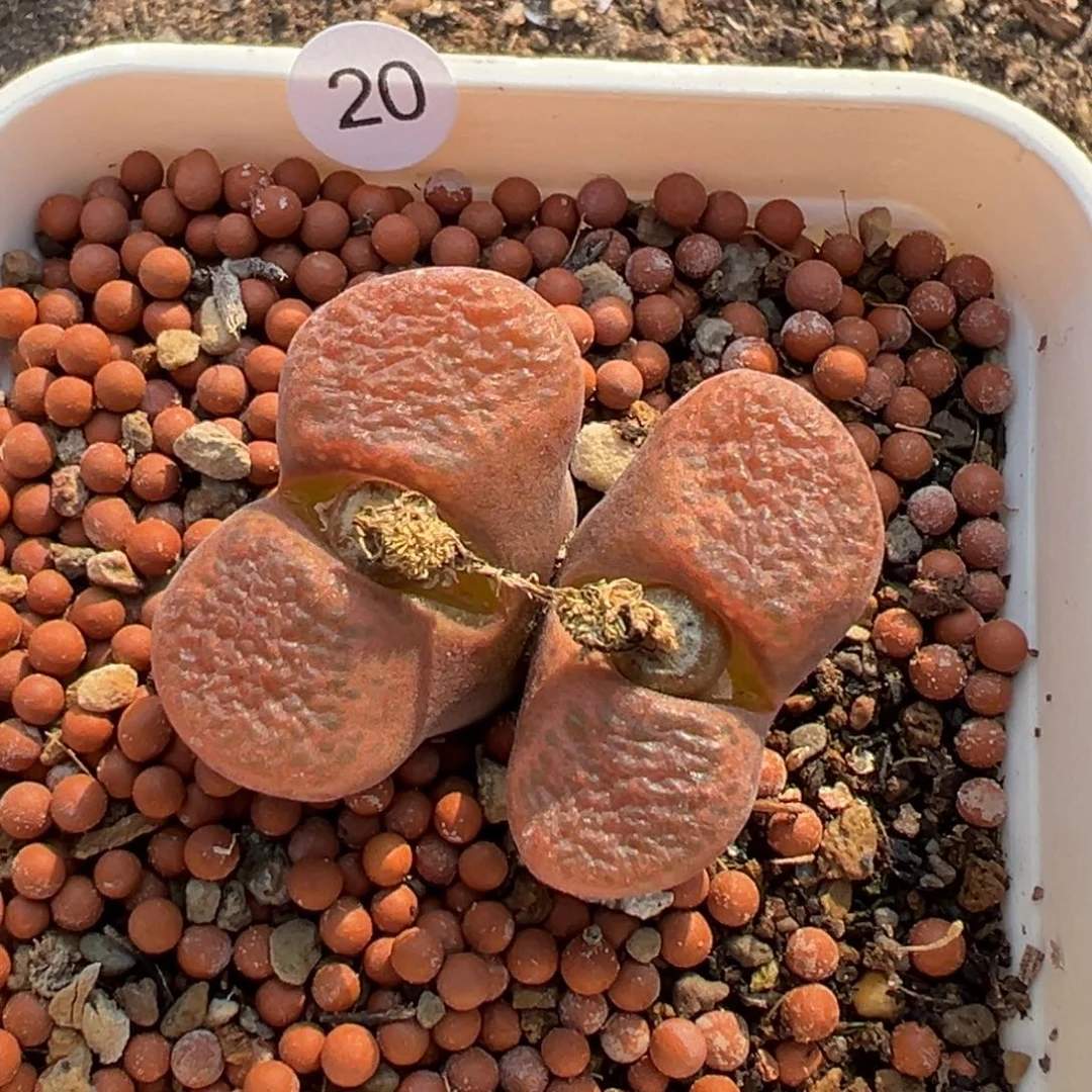多肉植物111111111111