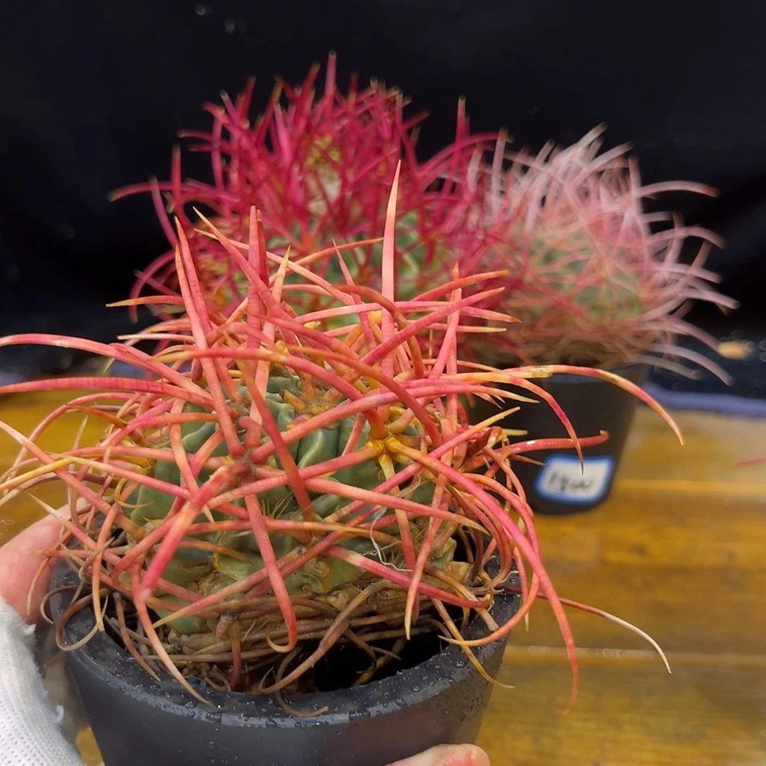 汤圆植物大龙冠彩虹色