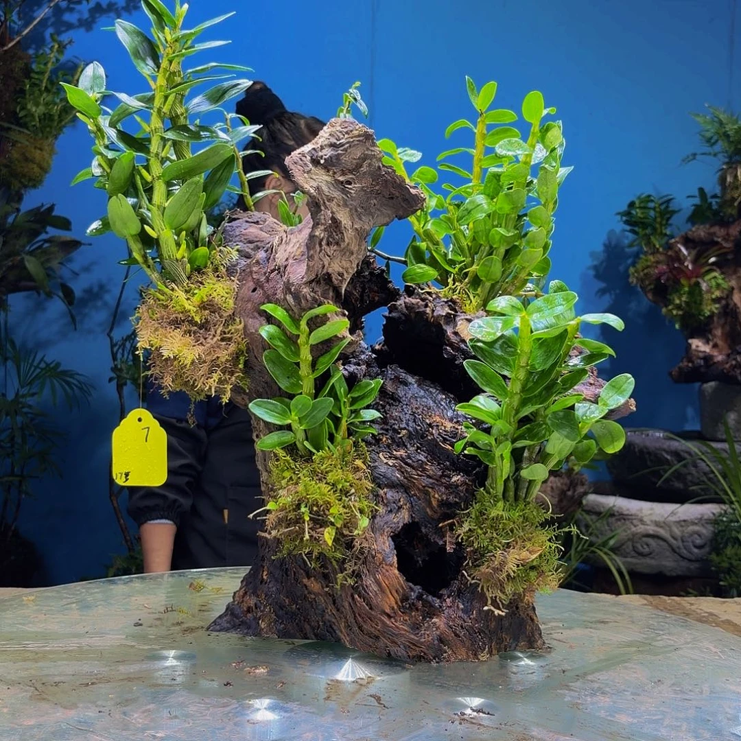 温***妹无花朵111111111111111111