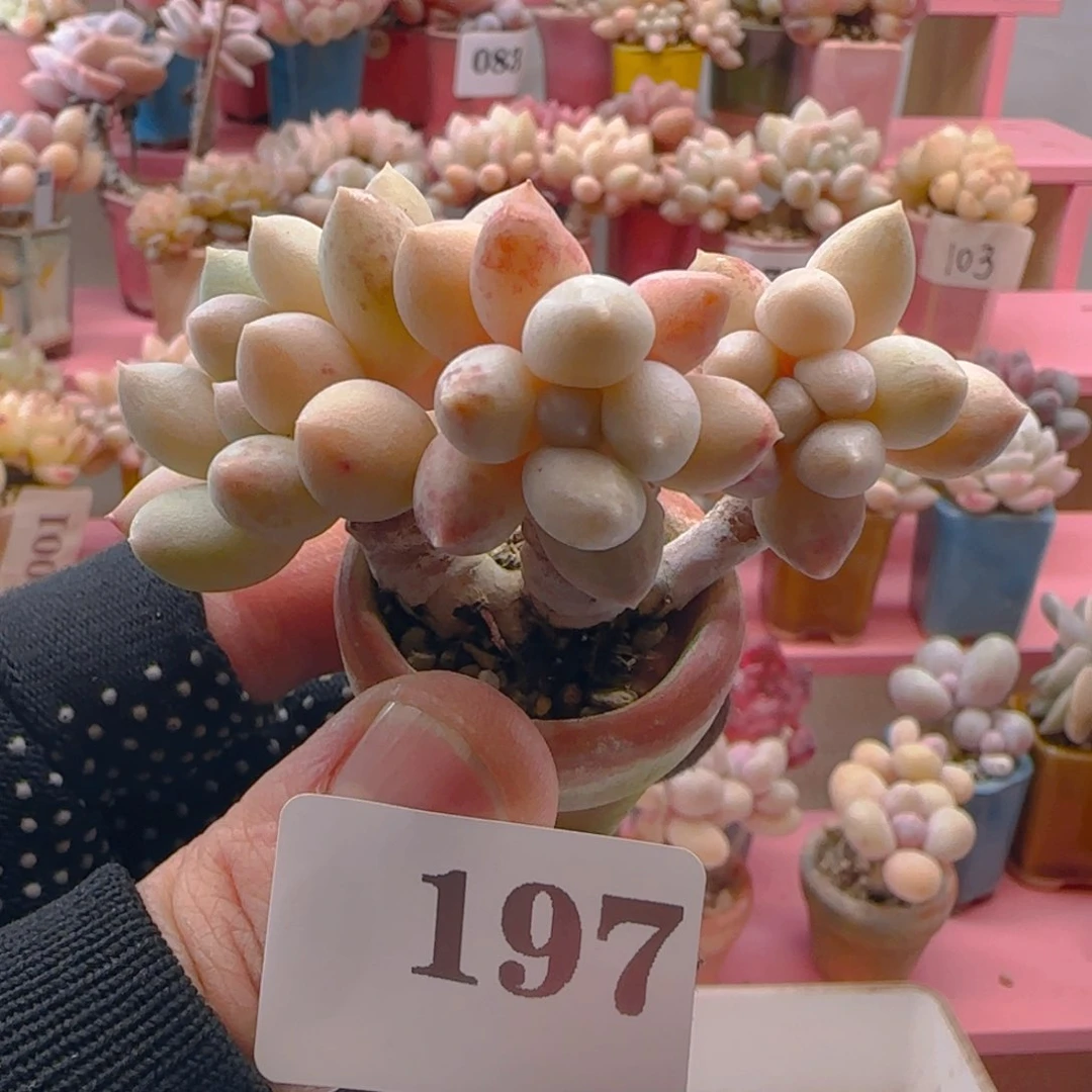 雪彼奶197 ，带盆土发货，满38包邮非偏远。