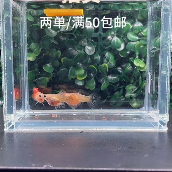 孔雀鱼5.落日玻璃猫球2母1公