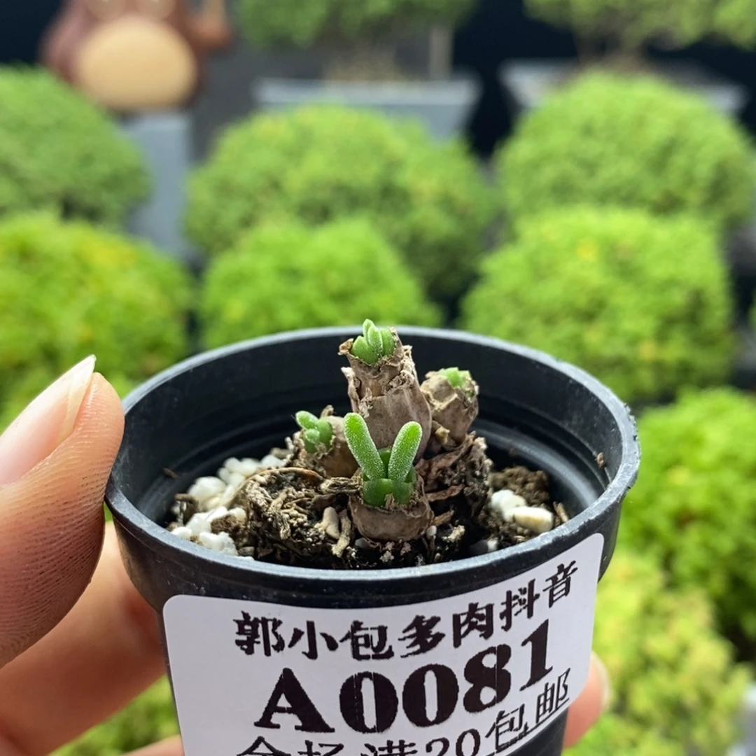 *****碧光环0081枝干番杏