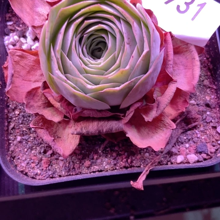 一***求6931山地玫瑰单头