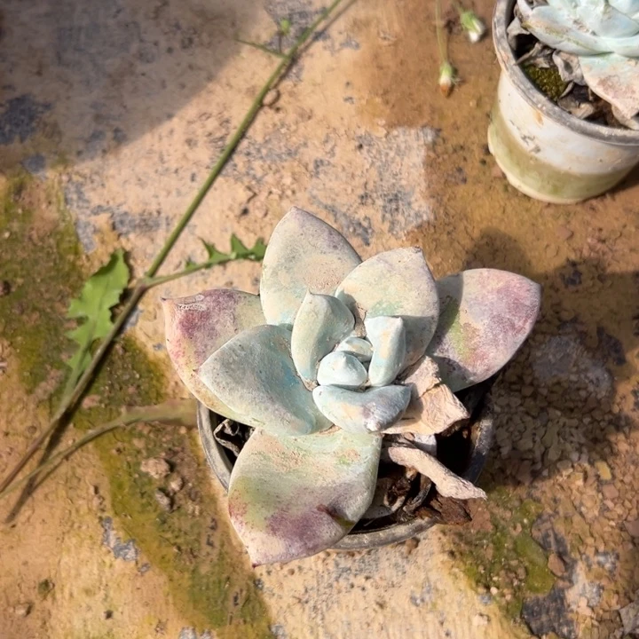 4***r锦宸多肉～一物一拍0876