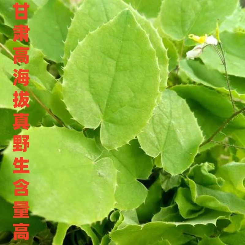 甘肃草100克包邮小圆叶