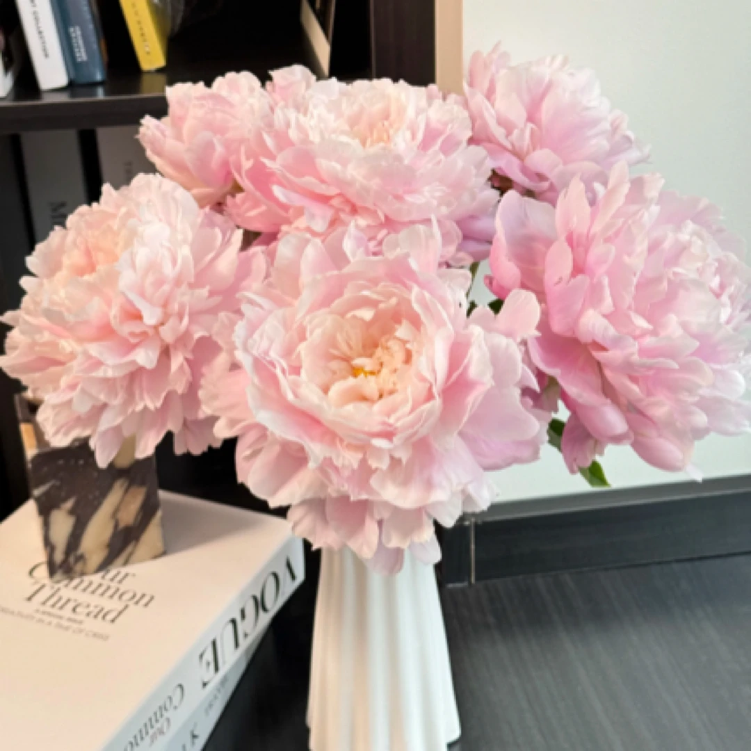 特价【鲜花次日达】5支随机芍药鲜花（任意两单有送小礼品）