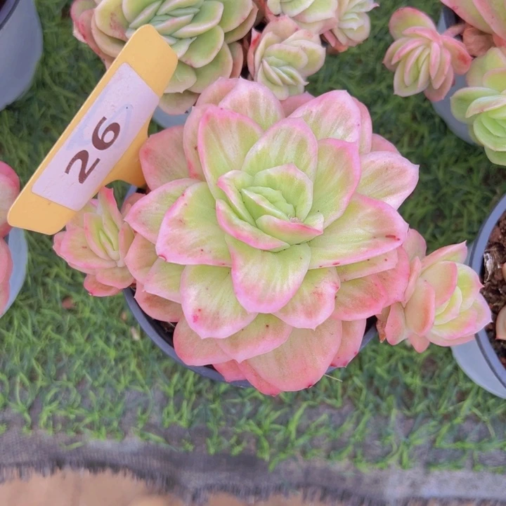 健健康康平平安安