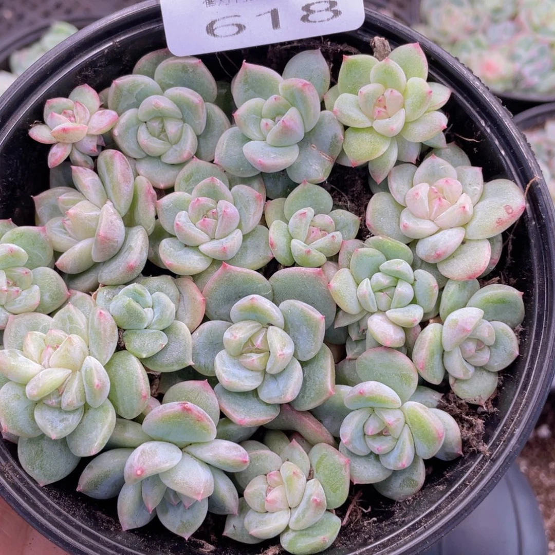 糕大上多肉植物618
