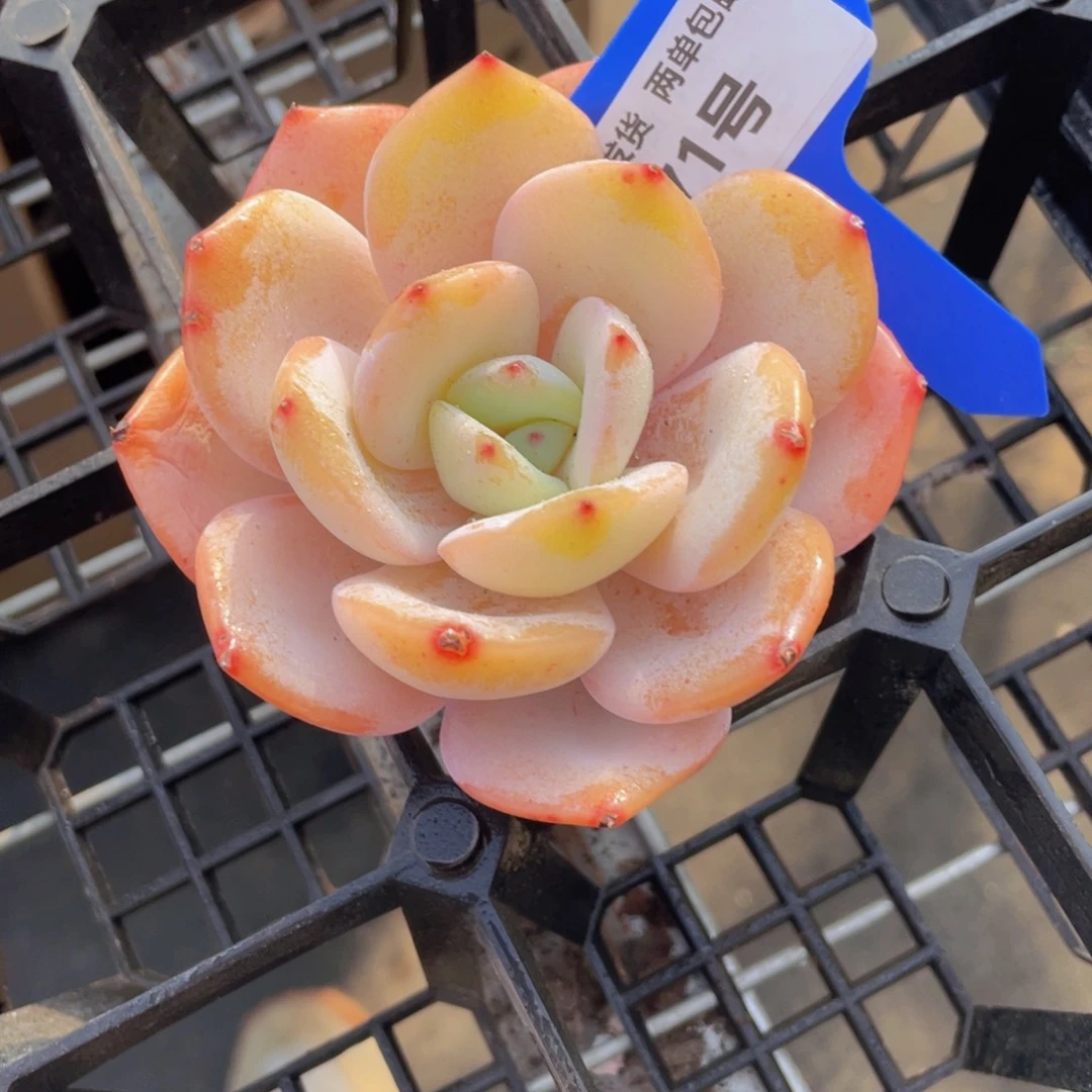 71号宽叶全状态果冻奶茶一个