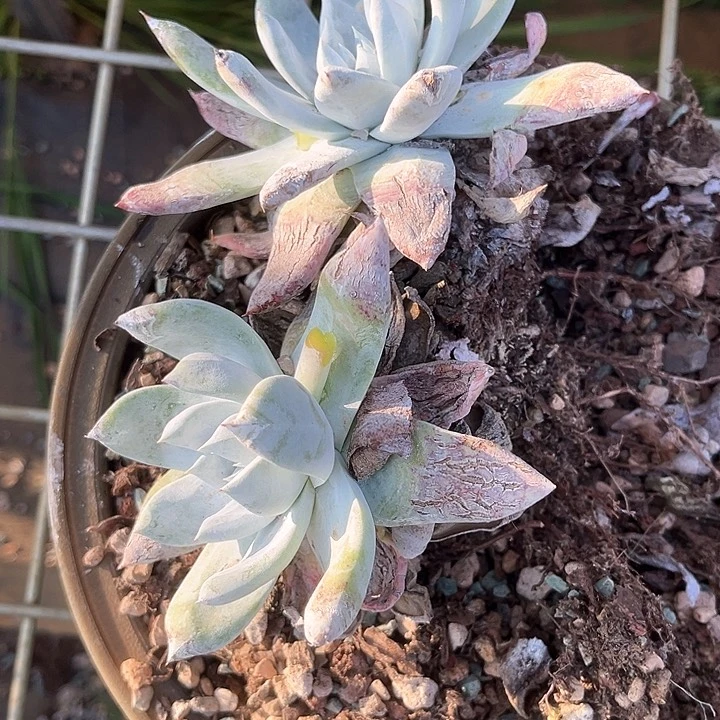 用****5仙女杯多肉植物pen zai