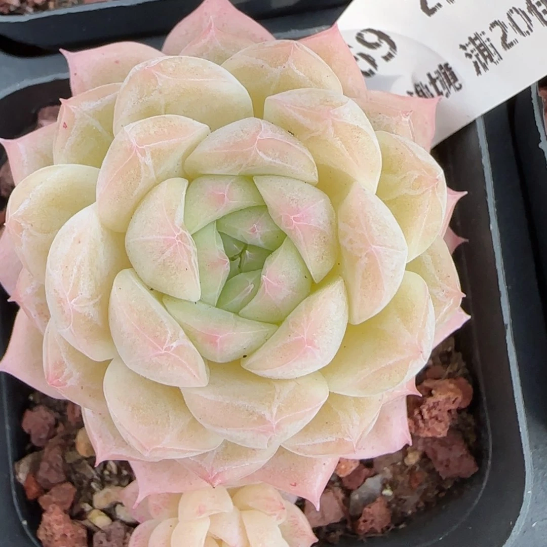 花语逸境0211-269