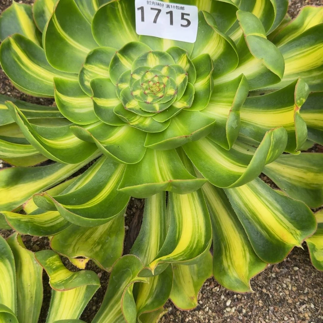 微*1715暴君。 多肉植物
