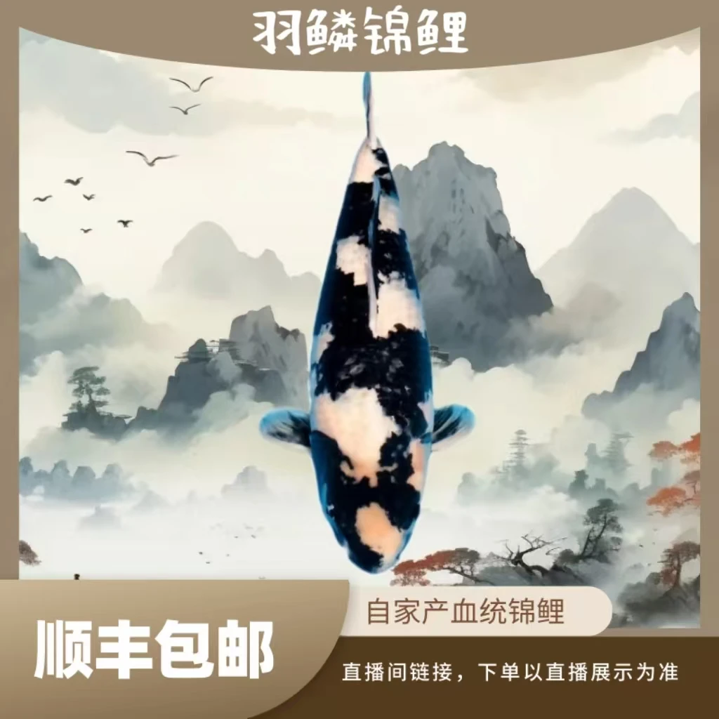 〖羽鳞锦鲤〗大日血统超级怪兽子代锦鲤