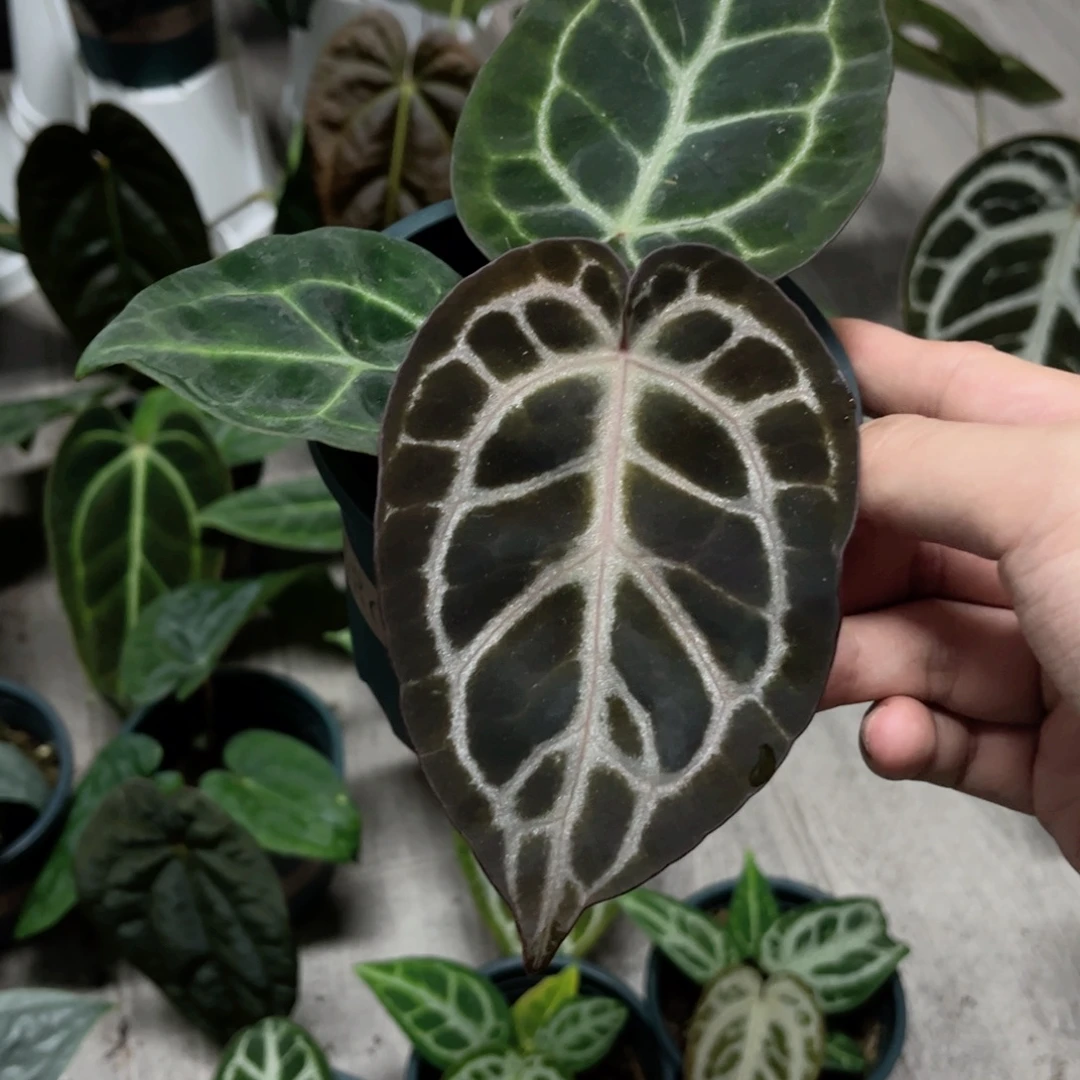 皮***障完全开放镭射纹杂小钻石