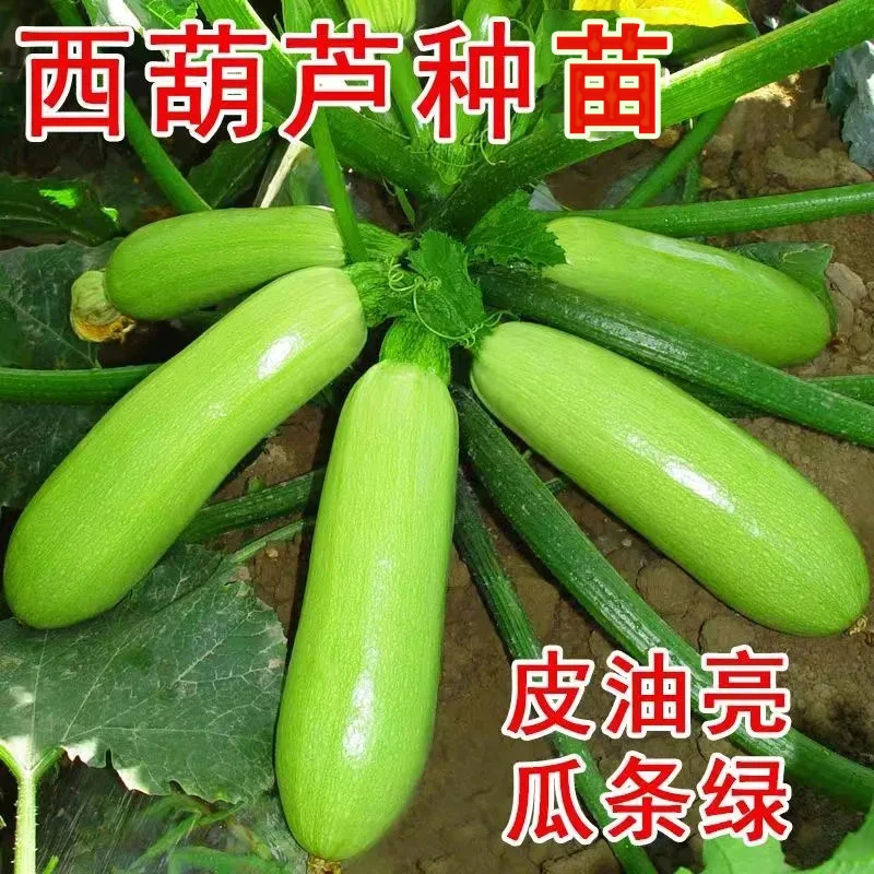【西葫芦秧苗】农家庭院蔬菜西葫芦种子苗西葫芦苗抗病毒耐热寒早熟