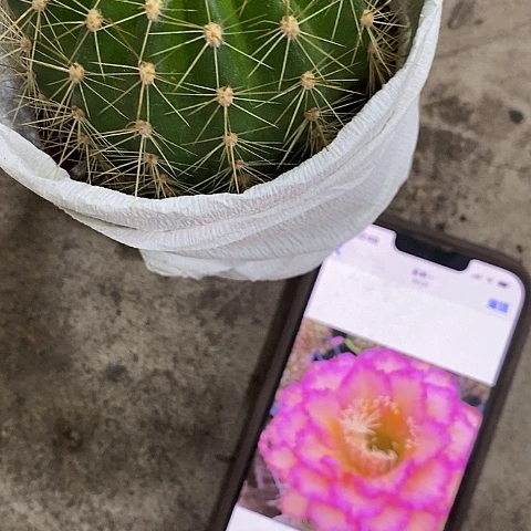 温纯毛花，257899357