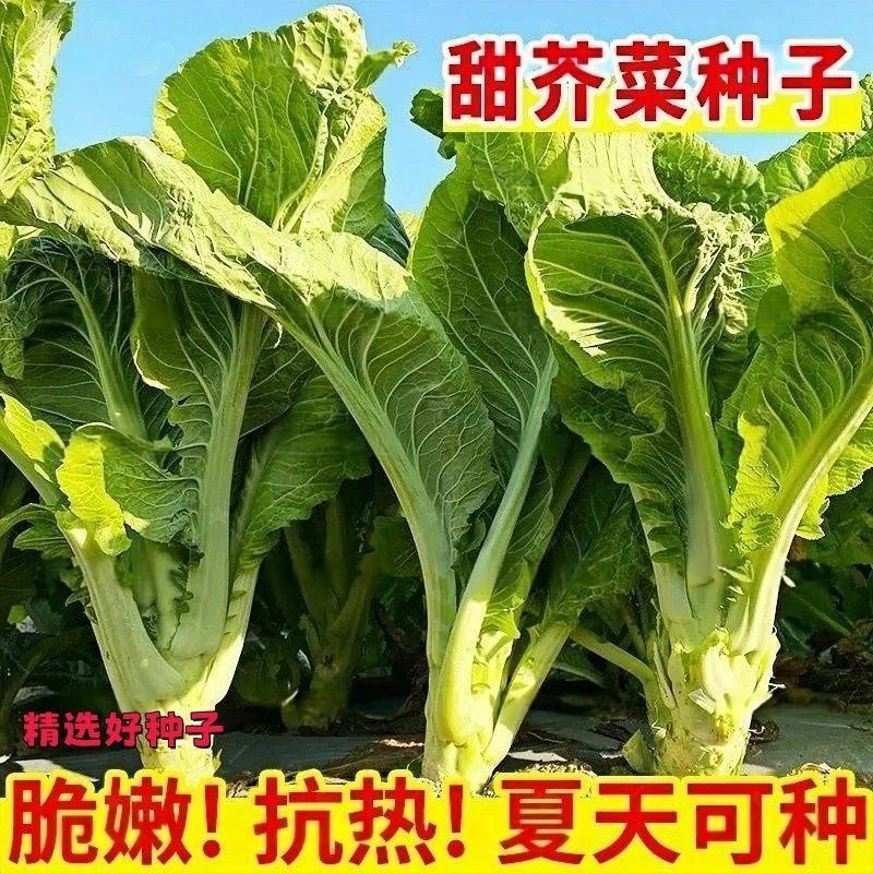 5包大叶甜芥菜种籽广东大种肉扁哈芥菜种子介菜种孑四季耐热蔬菜