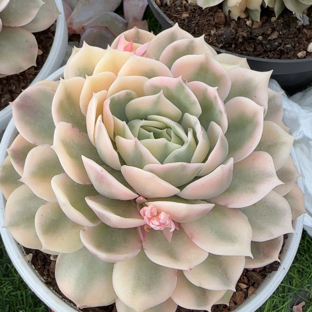 营养多肉植物的时候