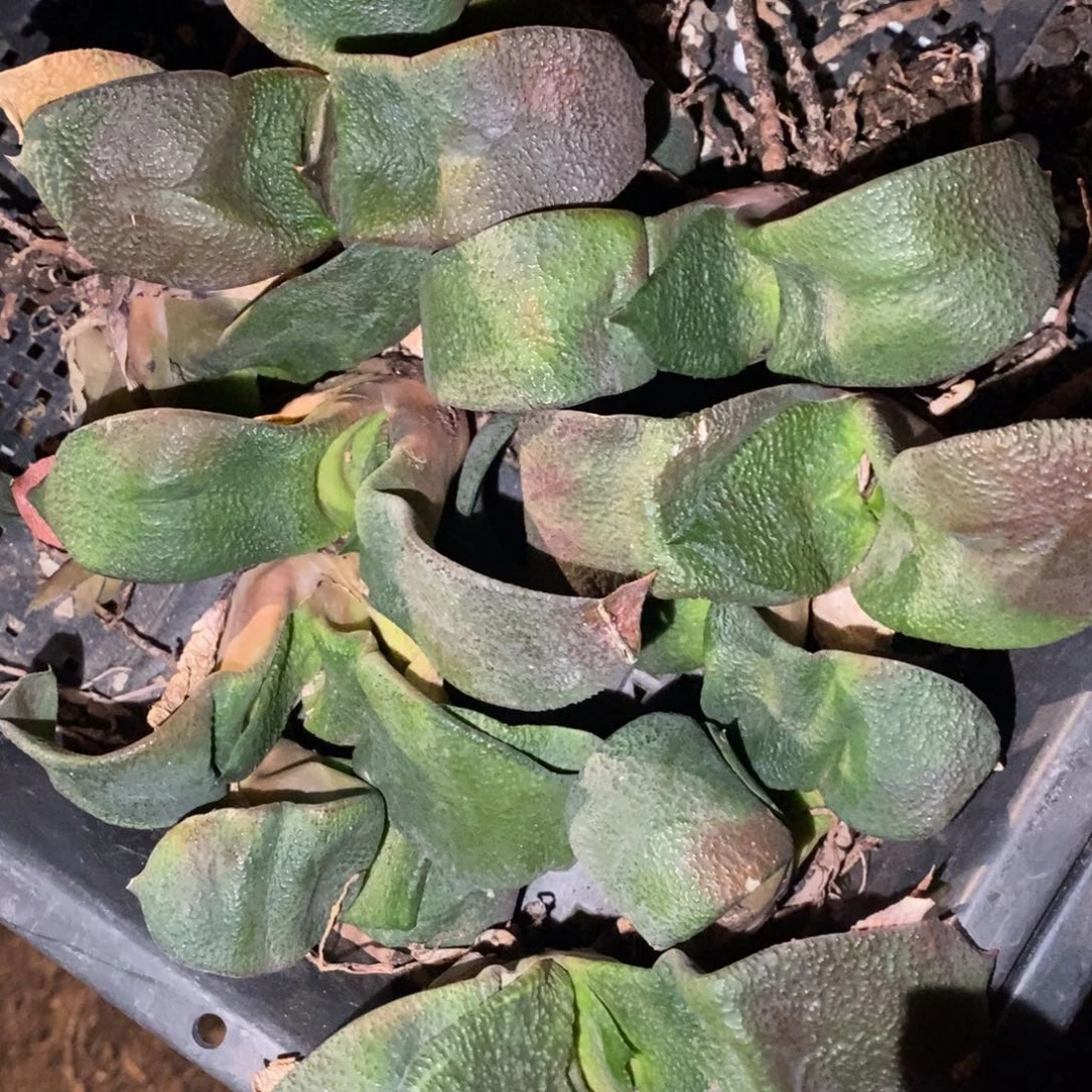 306 一颗超大军配卧牛