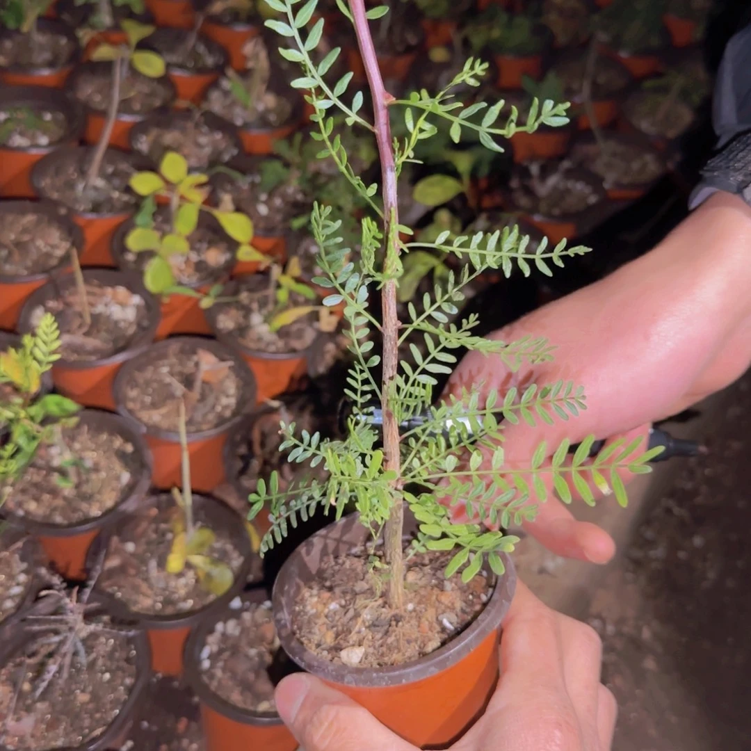 哪***人块根植物块根植物