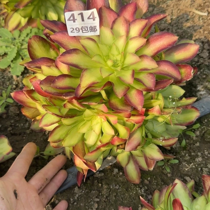 韶华……多肉植物……