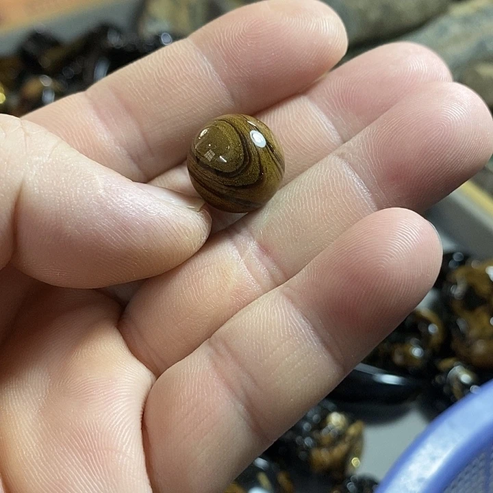 100-一点六珠子（海柳）